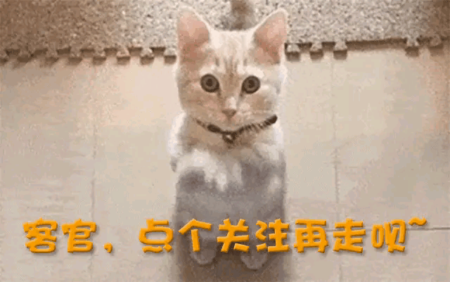 1400张艳照都毁不掉的张柏芝涅槃重生王菲终究还是败下风来(图18)