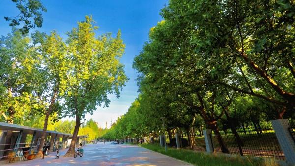 开门见绿推窗见景北京朝阳全力提升城市环境品质(图4)