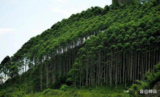 日本在大量砍树向中国出口圆木占比高达90%！为何跟印象相反？(图6)