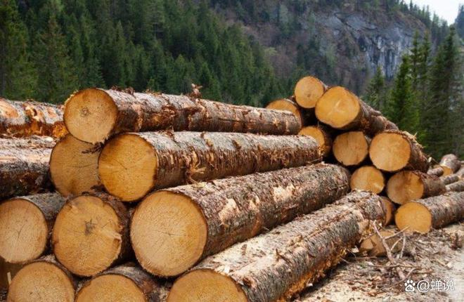 日本在大量砍树向中国出口圆木占比高达90%！为何跟印象相反？(图5)