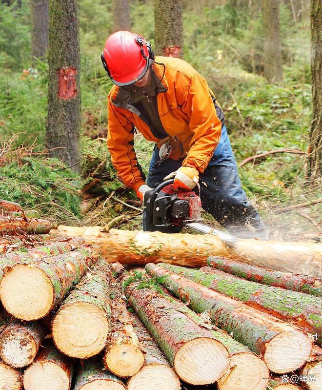 日本在大量砍树向中国出口圆木占比高达90%！为何跟印象相反？(图2)