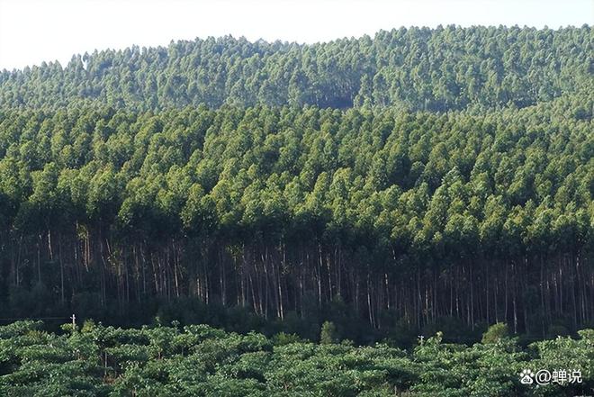 日本在大量砍树向中国出口圆木占比高达90%！为何跟印象相反？(图3)