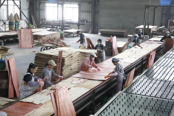 “一块板”蝶变“百亿元”——融安香杉撑起全国香杉产业半壁江山