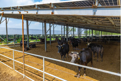 “高青模式”探索清洁能源与乡村振兴融合发展新路径(图2)