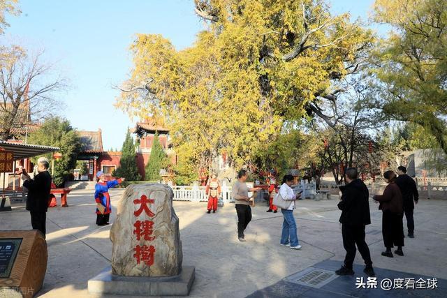 金槐染晋南！六百年移民史诗洪洞大槐树藏着亿万人的根！