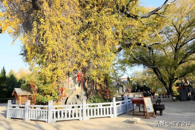 金槐染晋南！六百年移民史诗洪洞大槐树藏着亿万人的根！(图14)