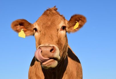 2025美国牛肉行业十大事件回顾：高价狂欢、政治干预与生存挑